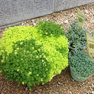 セダム グランドカバーのインテリア実例 Roomclip ルームクリップ