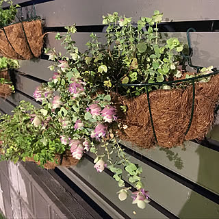 部屋全体/庭のレイアウト難しい/初心者の庭づくり/手づくりの庭/花が好き...などのインテリア実例 - 2018-07-24 22:15:23