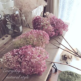 水無月紫陽花のインテリア実例 ｜ RoomClip（ルームクリップ）