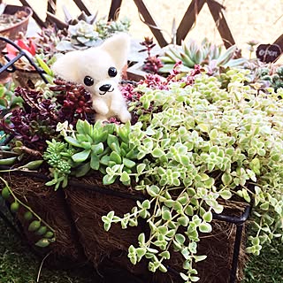 部屋全体/セダム寄せ植え/羊毛フェルト♡/多肉寄せ植え/多肉大好き♡...などのインテリア実例 - 2017-03-16 14:41:02