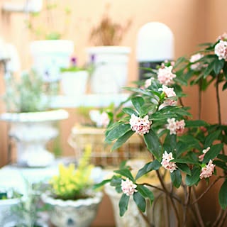 ジンチョウゲのインテリア実例 Roomclip ルームクリップ