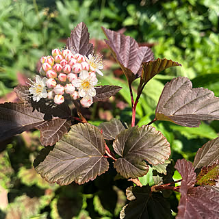 アメリカテマリシモツケ ディアボロのインテリア実例 Roomclip ルームクリップ