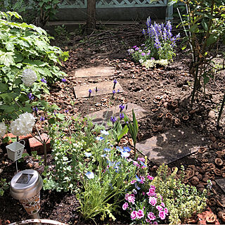 庭の花 オレガノのインテリア実例 Roomclip ルームクリップ