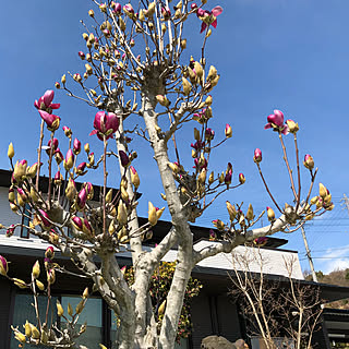 玄関/入り口/青空/春/木蓮/外観...などのインテリア実例 - 2018-03-18 16:01:11