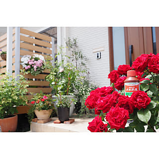 玄関/入り口/メネデール/イングリッシュガーデンに憧れて/春の花壇/春の寄せ植え...などのインテリア実例 - 2018-06-06 12:05:05