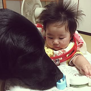 部屋全体/インテリアじゃなくてごめんなさい/赤ちゃんのいる暮らし/いいねありがとうございます!/大型犬...などのインテリア実例 - 2017-07-10 09:12:19