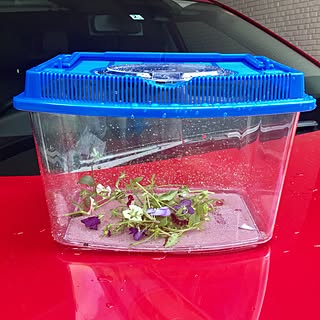 玄関/入り口/蝶々の幼虫/観察日記/育てて見る/ツマグロヒョウモン...などのインテリア実例 - 2017-06-14 13:55:24