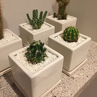 ニトリの鉢のインテリア実例 Roomclip ルームクリップ