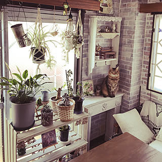 リビング/観葉植物に癒やされてます✮/レンガ壁紙にペンキ塗り/プラハン/マントルピースDIY...などのインテリア実例 - 2018-04-10 07:40:31