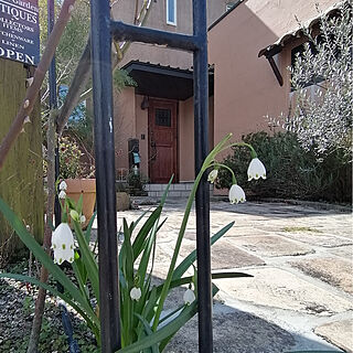 玄関/入り口/手作りの庭/庭から/スノーフレークのインテリア実例 - 2020-03-08 12:07:32