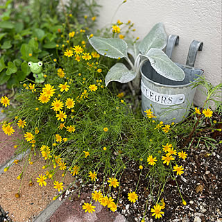 花がら摘みのインテリア実例 Roomclip ルームクリップ