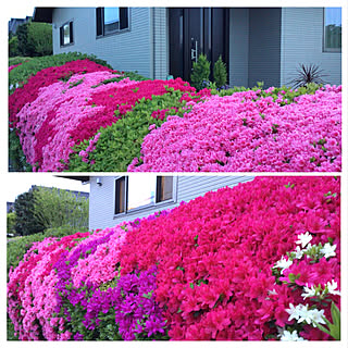 庭 ツツジのおしゃれなインテリアコーディネート レイアウトの実例 Roomclip ルームクリップ