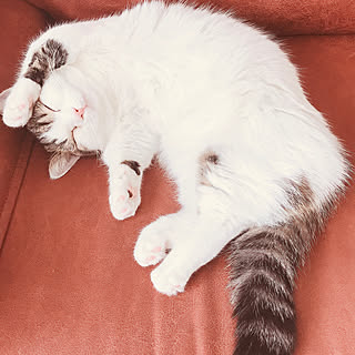 寝顔が天使( //Д//).:*♥/まろん♪/皆さんとの出逢いに感謝♡/猫のいる暮らし/見てくださってありがとう❁︎...などのインテリア実例 - 2019-02-27 13:43:23