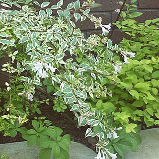 アベリアホープレイズのインテリア実例 Roomclip ルームクリップ