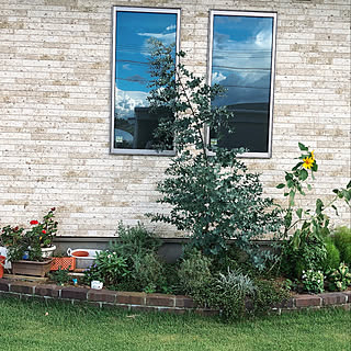 ユーカリの木 地植えのインテリア実例 Roomclip ルームクリップ