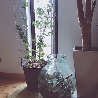 ユーカリの苗のインテリア実例 Roomclip ルームクリップ