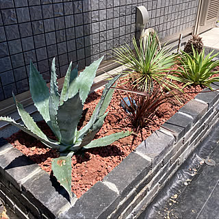 花壇 アガベのおしゃれなインテリアコーディネート レイアウトの実例 Roomclip ルームクリップ