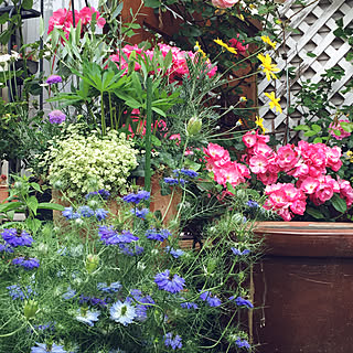 玄関/入り口/過去picですみません/2018.10.21/ガーデニング/見て頂き感謝です♪...などのインテリア実例 - 2018-10-21 00:31:03