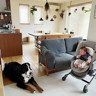 犬と赤ちゃんのインテリア実例 Roomclip ルームクリップ