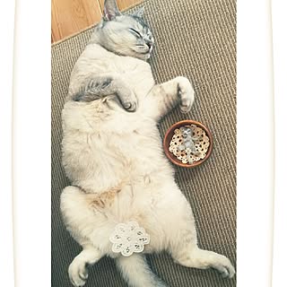 棚/心にパンチパーマ✨/アフロな気持ち❤️/NO CAT,NO LIFE❤️/ねこ♡...などのインテリア実例 - 2017-06-02 20:15:15