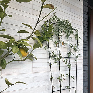 果樹/花が好き/斑入りジャスミン/ガーデニングが好き/レモンの木...などのインテリア実例 - 2020-01-24 15:14:44