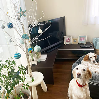 リビング 大型犬のいる生活のインテリア実例 Roomclip ルームクリップ