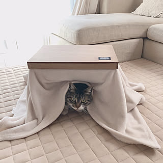 ねここたつのインテリア実例 Roomclip ルームクリップ