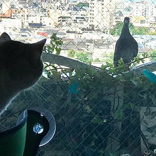 リビング/ウインドーベッド/NO CAT,NO LIFE❤️/猫/ベランダガーデニングのインテリア実例 - 2017-06-02 15:05:31