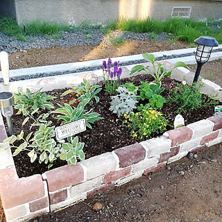 ツルニチソウのインテリア実例 Roomclip ルームクリップ