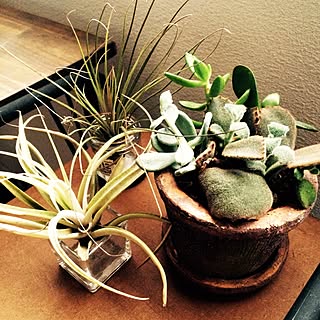 観葉植物 国華園のインテリア実例 Roomclip ルームクリップ 観葉植物 国華園のインテリア実例 Roomclip ルームクリップ