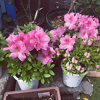 花壇 ツツジのインテリア実例 Roomclip ルームクリップ