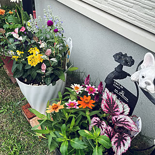 スーパーランタナのインテリア実例 Roomclip ルームクリップ