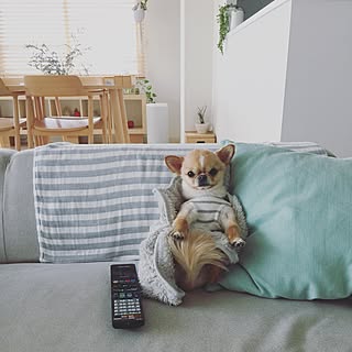 ブラインド 犬のいる暮らしのインテリア実例 Roomclip ルームクリップ