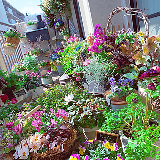 minneやってます/お花大好き♡/コメントお気遣いなく♡/ベランダガーデニング/IG→ten.412...などのインテリア実例 - 2020-02-24 23:54:41