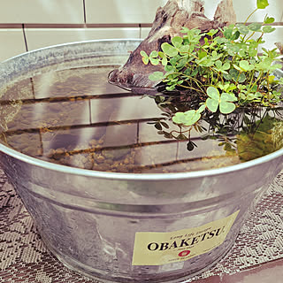 ビオトープ めだかのいる暮らしのおしゃれなアレンジ 飾り方のインテリア実例 Roomclip ルームクリップ