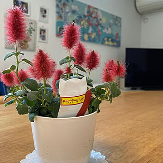 リビング キャットテールのインテリア実例 Roomclip ルームクリップ