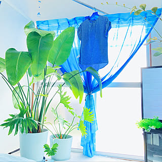 シンボルツリー オーガスタのインテリア実例 Roomclip ルームクリップ