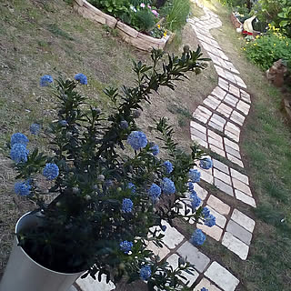 ガーデン コメリのおしゃれなインテリアコーディネート レイアウトの実例 Roomclip ルームクリップ