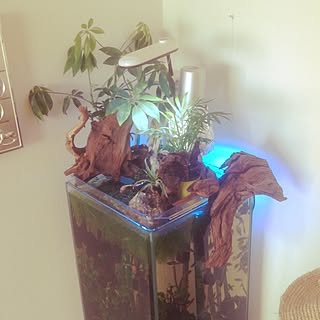 観葉植物 アクアテラリウムのインテリア実例 Roomclip ルームクリップ 観葉植物 アクアテラリウムのインテリア実例 Roomclip ルームクリップ