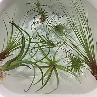 キッチン/ソーキング/エアプランツ/いつも❤︎ありがとうございます(≧∇≦)/自己満足でごめんなさい(^◇^;)...などのインテリア実例 - 2015-08-04 21:23:19