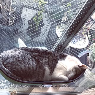 リビング/ウインドーベッド/猫/NO CAT,NO LIFE❤️/ベランダガーデニングのインテリア実例 - 2017-06-20 11:01:58