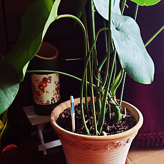 水やりチェッカーのインテリア実例 Roomclip ルームクリップ 水やりチェッカーのインテリア実例 Roomclip ルームクリップ