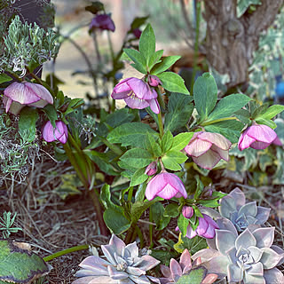 連投失礼しました/2020.2.25/いいね！ありがとうございます♪/植物のある暮らし/見て頂き感謝です♪...などのインテリア実例 - 2020-02-25 00:14:25