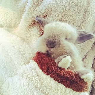 ベランダ うさぎと暮らすのインテリア実例 Roomclip ルームクリップ