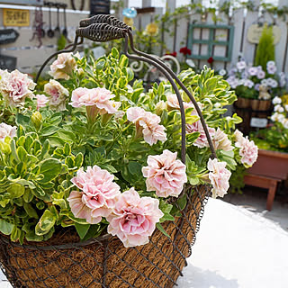 ホイップマカロンのインテリア実例 Roomclip ルームクリップ