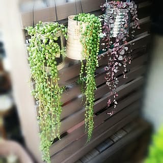 多肉植物 ピーチネックレスのおしゃれなアレンジ 飾り方のインテリア実例 Roomclip ルームクリップ 多肉植物 ピーチネックレスのおしゃれなアレンジ 飾り方のインテリア実例 Roomclip ルームクリップ