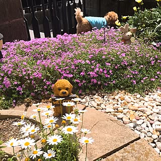 玄関 入り口 犬の置物のインテリア実例 Roomclip ルームクリップ 玄関 入り口 犬の置物のインテリア実例 Roomclip ルームクリップ