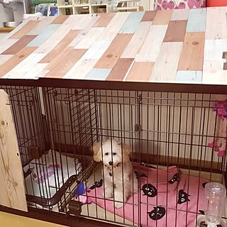 犬ゲージのインテリア実例 Roomclip ルームクリップ