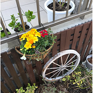 すのこフェンスDIY/車輪オブジェ/4つ葉のクローバー/寄せ植え/玄関/入り口...などのインテリア実例 - 2019-03-31 09:37:40