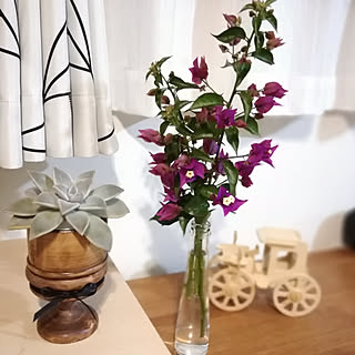 机/ブーゲンビリア/ウォルナットの植木鉢/多肉植物/RC の出会いに感謝!...などのインテリア実例 - 2019-11-27 12:14:23